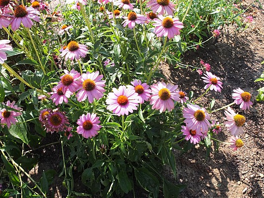 Jardins de l'École du Breuil