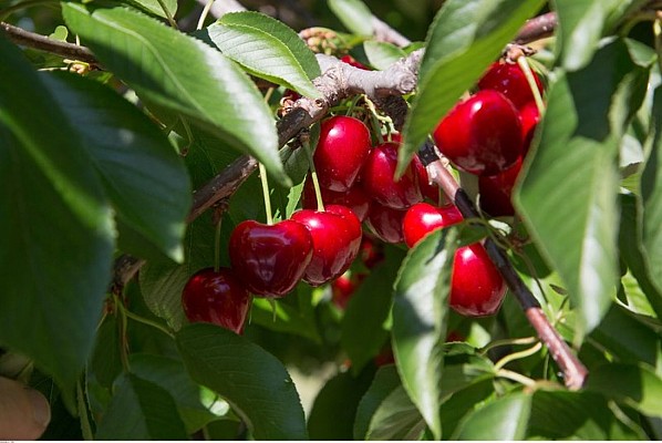 Cerises