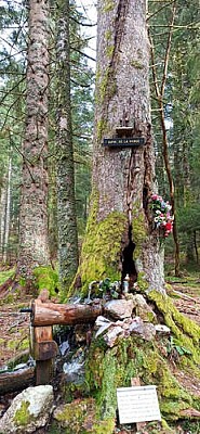 Le sapin de la Vierge
