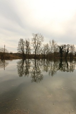 Espace Naturel Sensible de Bouvesse-Quirieu – Site des étangs Cotte