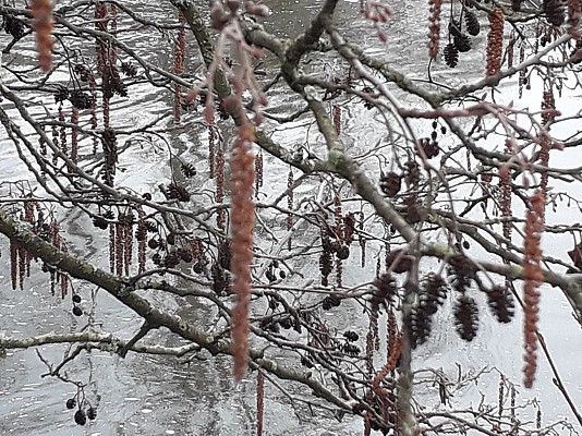 Cublize, le lac des Sapins