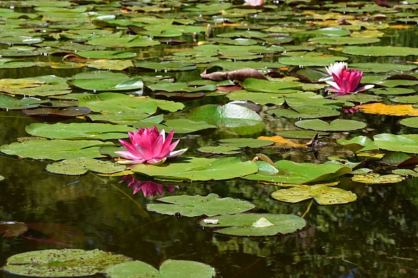 Jardin zen d'Erik Borja