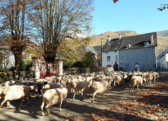 Un troupeau de moutons
