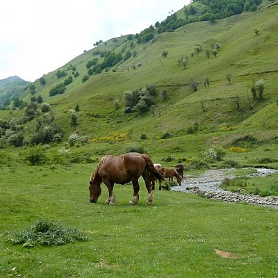 Chevaux sur le plateau