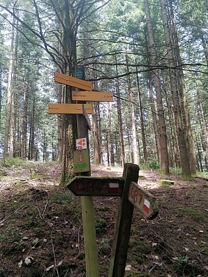 St Just d'Avray - Entre les prés et la forêt