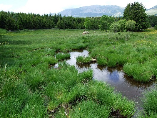 Les sagnes du plateau Bayard
