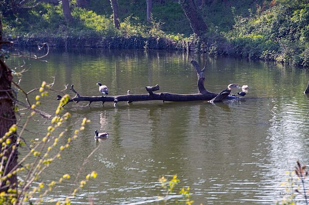 Etang de MAison-Rouge
