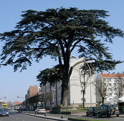 PR 15-Une cité fleurie