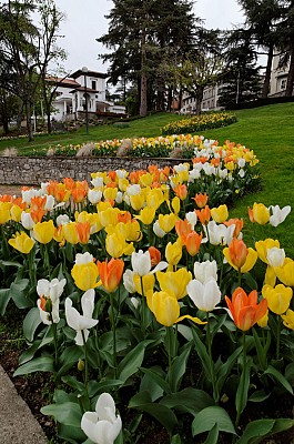 Parc Municipal de Saint-Galmier