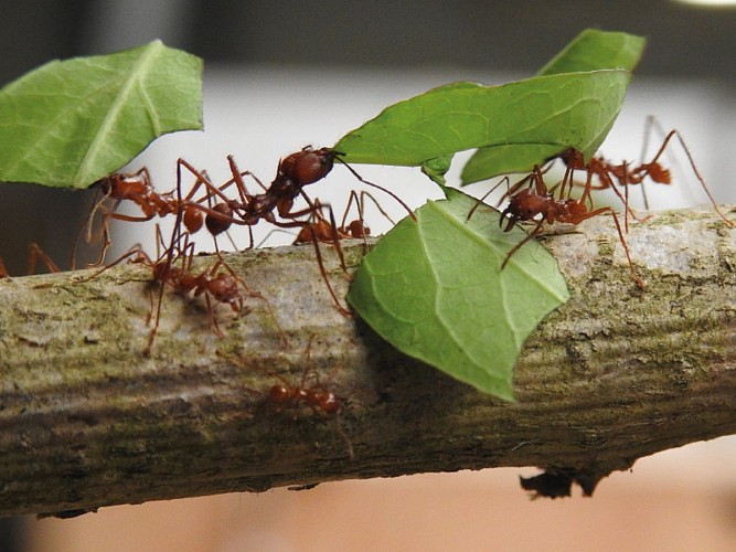 Exotic Park - Lescar - fourmis