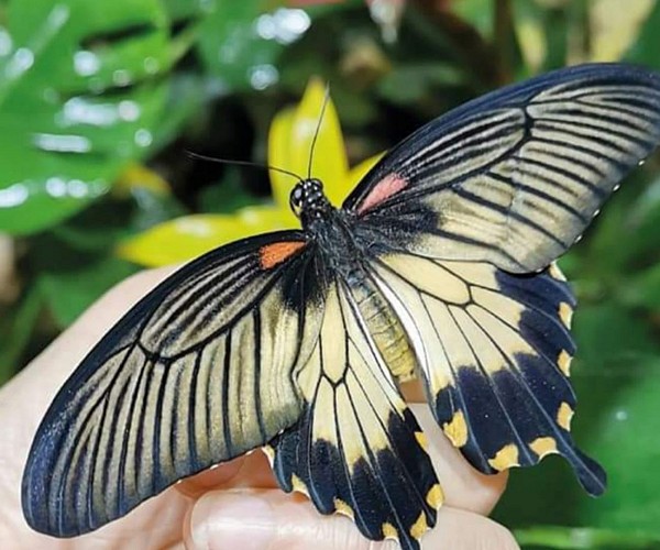 Exotic Park - Lescar - papillon 1