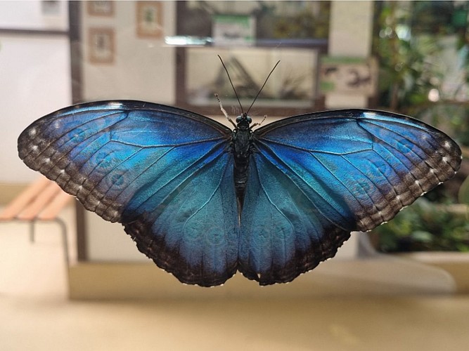 Exotic Park - Lescar - papillon 2