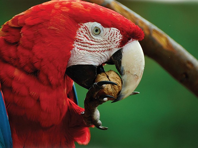 Exotic Park - Lescar - perroquet