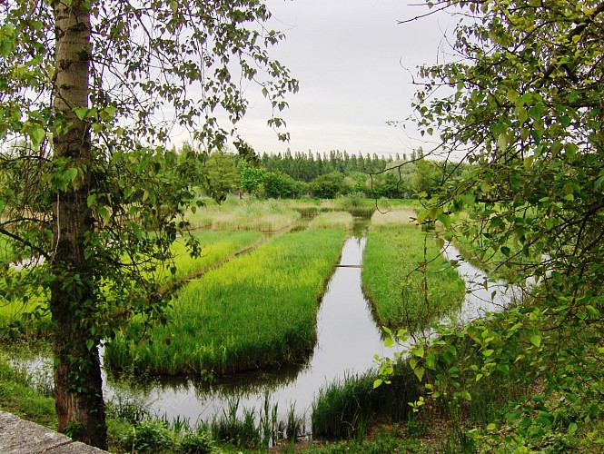 Le marais, l'étang de Savigny