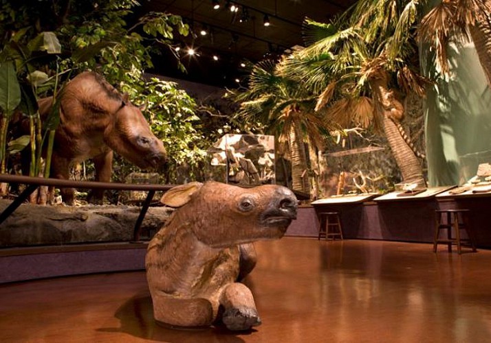 Billet Musée d’Histoire Naturelle - San Diego