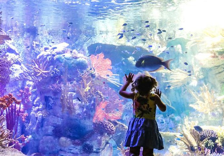 Billet Birch Aquarium - San Diego