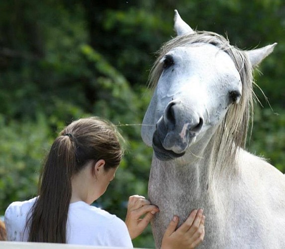 Goûter gratouilles au milieu des Chevaux Arabes