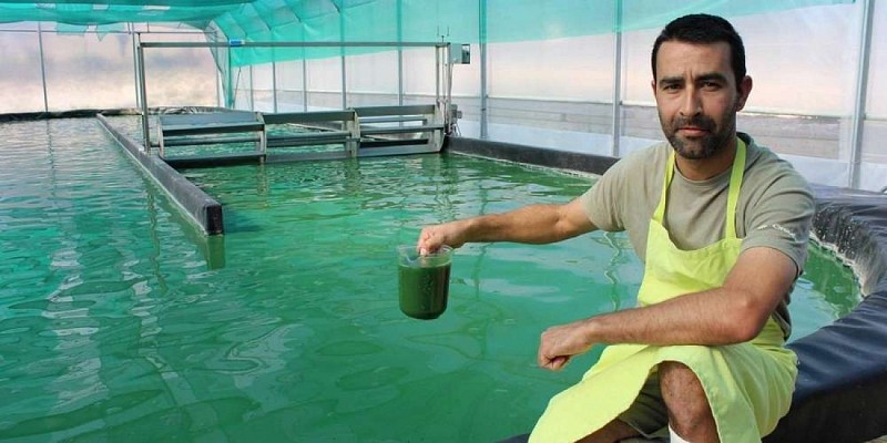 un-metre-carre-de-bassin-doit-permettre-de-produire-700-a-800-grammes-dalgues-par-an-selon-le-spirulinier-jean-marc-constant