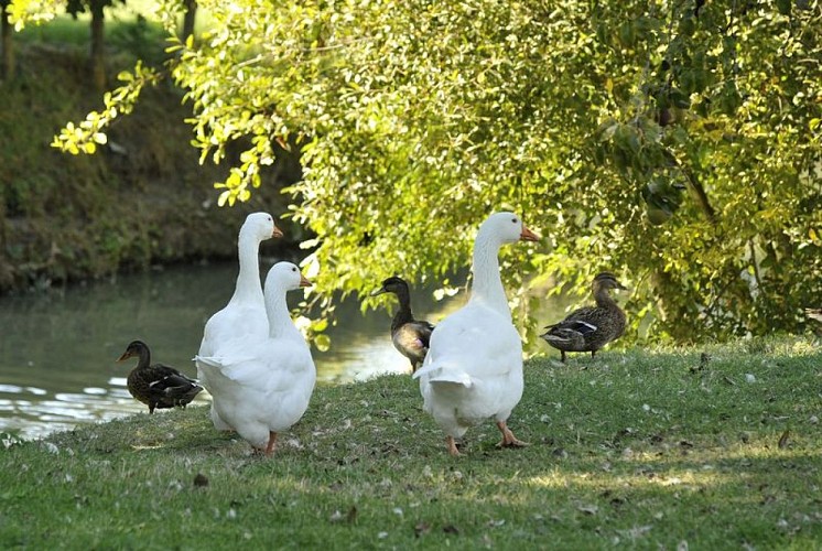 Des canards au coeur du marais mouillé