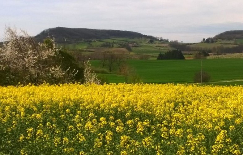 Campagne-du-cote-de-Monsegur