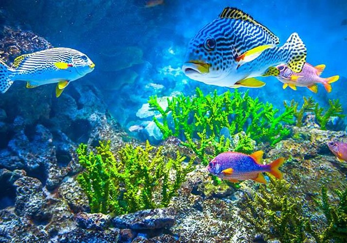 Billet SEA  Aquarium - Singapour