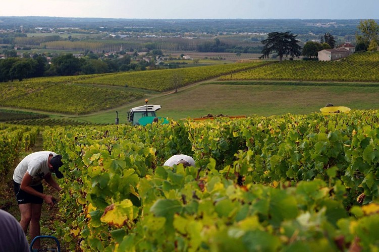 bel-air-travail-vignes