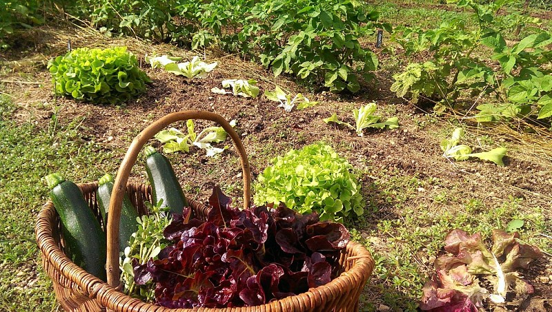 clesse-chambre-dhotes-aux-deux-chevres-potager