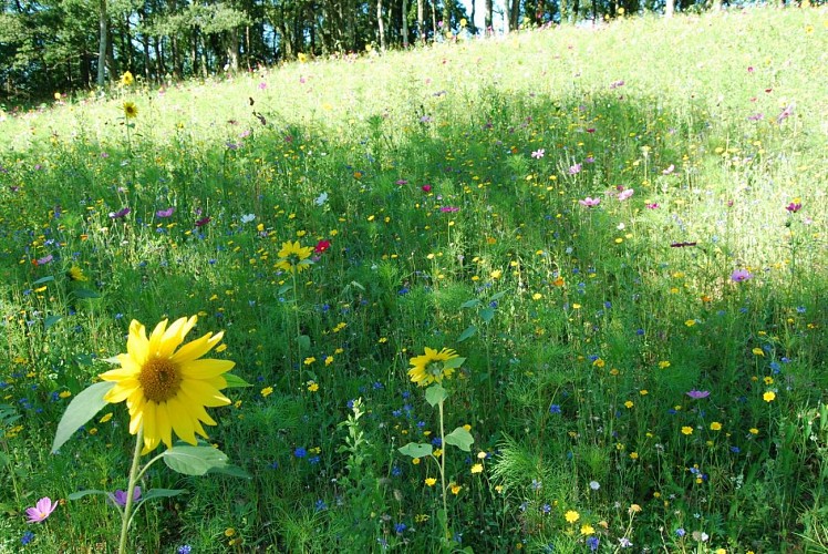 Pain de Sucre Salies-de-Béarn