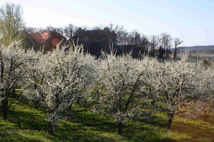 Pruneaux-Chateau-de-Born--1-