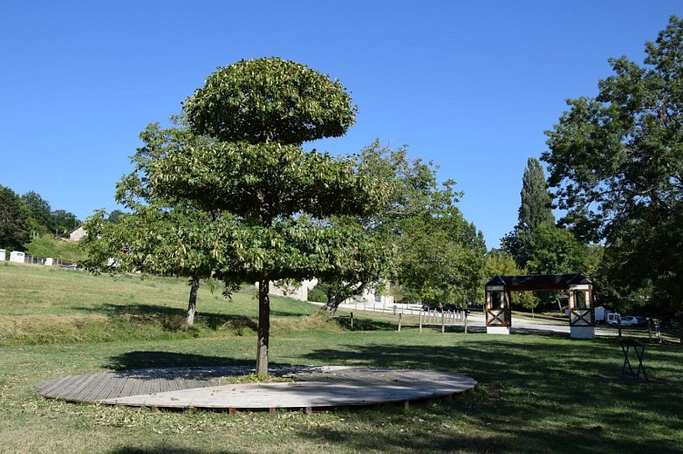 tilleul-a-danser-jaure--12-