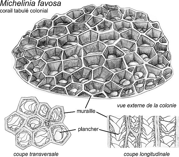 Corail tabulé Michelinia favosa