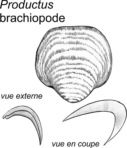 Coraux tabulés et brachiopodes