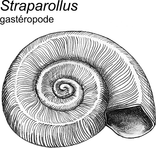 Gastéropode Straparollus