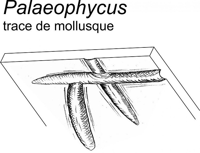 Ichnofossile Palaeophycus