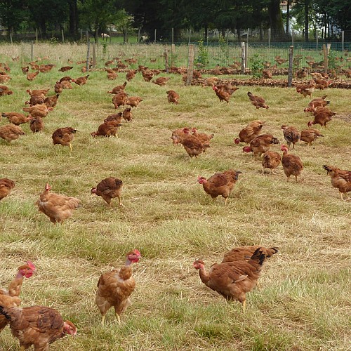 LA FERME DU PETIT GRAIN