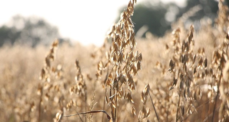 LA FERME DU PETIT GRAIN