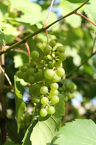 Domaine de la Linotte