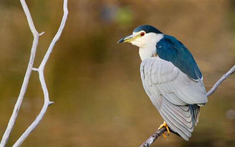 Bihoreau-gris-adulte-s-etirant-w2