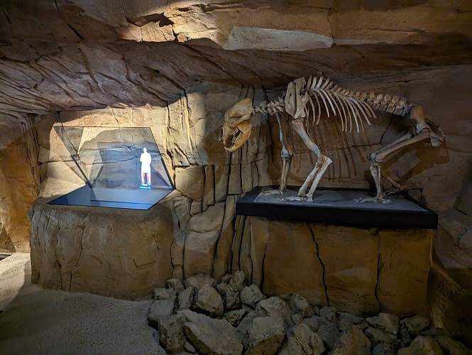 Musée de l'ours des cavernes