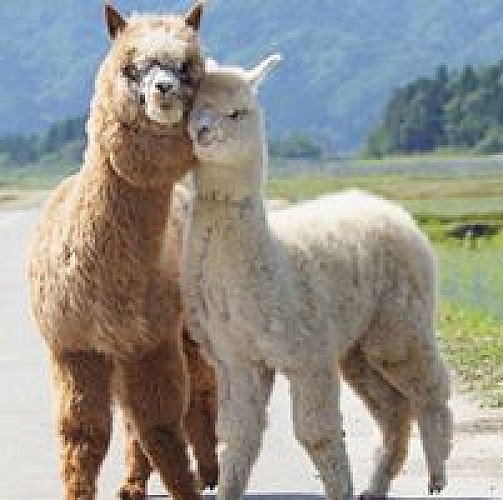 Les Douceurs des Monédières