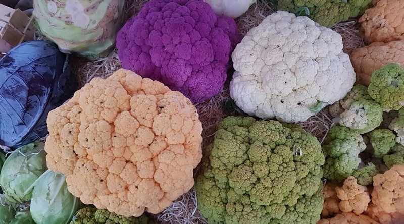 jardin-puymasson-choux