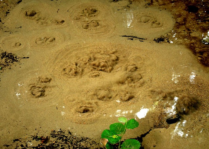 Les sables mlouvants aux Fontenils