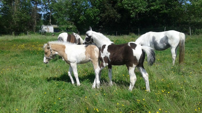 DOMAINE D'EPONA - CENTRE EQUESTRE