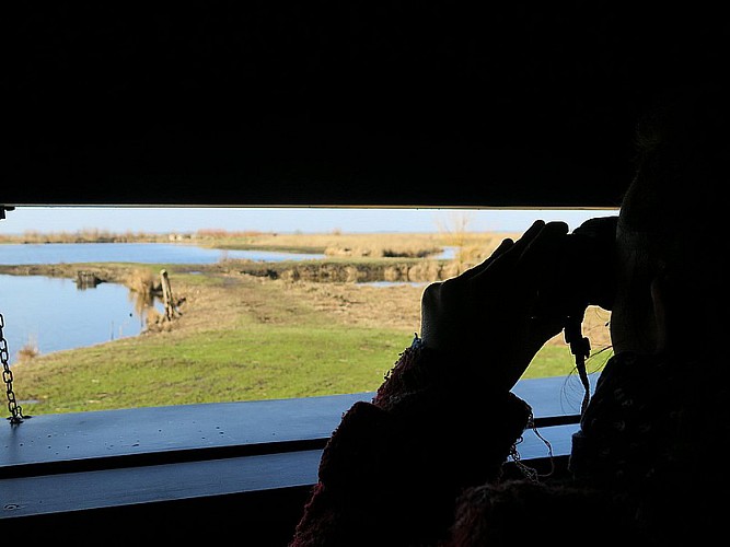 RÉSERVE NATURELLE RÉGIONALE MARAIS DE BRIÈRE - SITE PIERRE CONSTANT