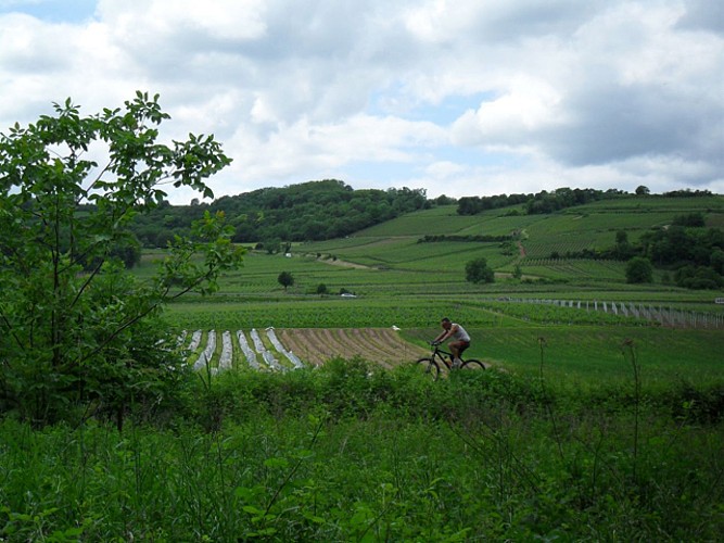 Sentier viticole du Bruderthal