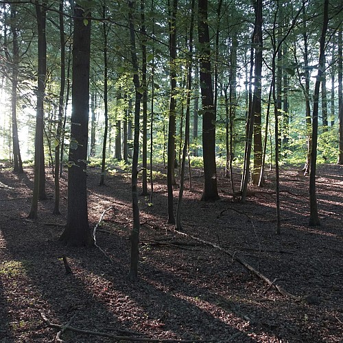 Forêt au Parc naturel Viroin-Hermeton à Viroinval