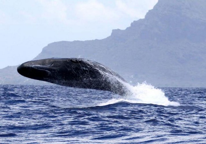 Whale Watching and Lunch - Mauritius