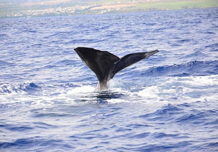 Whale Watching and Lunch - Mauritius