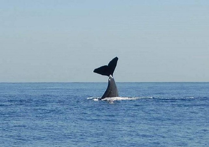 Observation des baleines à l'Île Maurice - En français