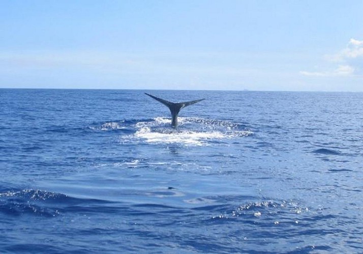 Observation des baleines à l'Île Maurice - En français